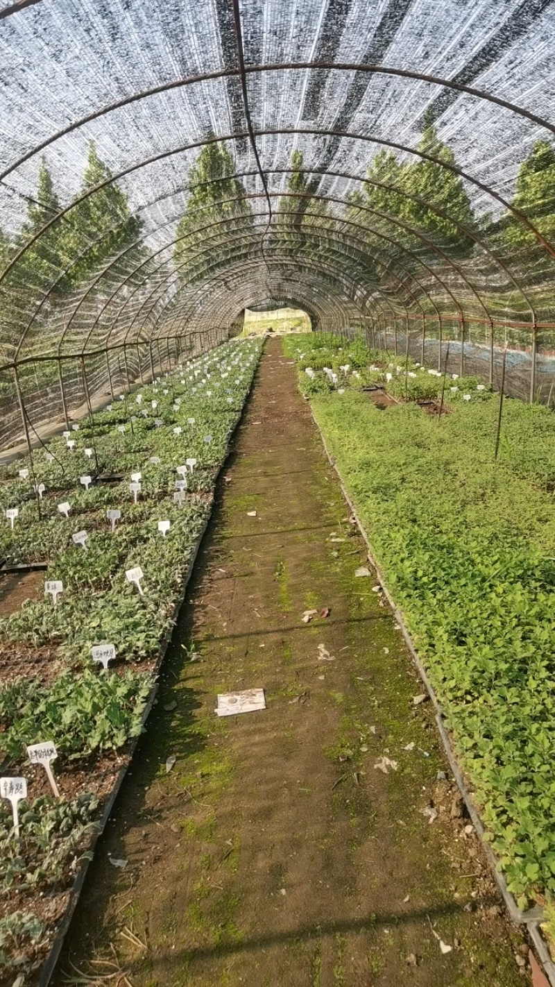 ★独本菊★菊花盆景★展会菊★价位便宜★产地直销