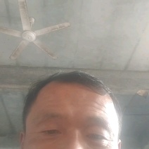 山东聊城莘县精品长豆角原产地发货一手货源批发品质保证