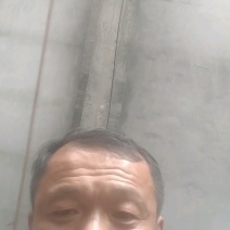 山东聊城密刺黄瓜产地直发一手货源批发品质保证价格美丽