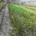 新鲜大叶韭菜江苏昆山基地直发当日采收品相优良