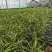 新鲜大叶韭菜江苏昆山基地直发当日采收品相优良