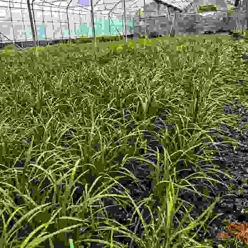 新鲜大叶韭菜江苏昆山基地直发当日采收品相优良
