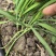 新鲜大叶韭菜江苏昆山基地直发当日采收品相优良