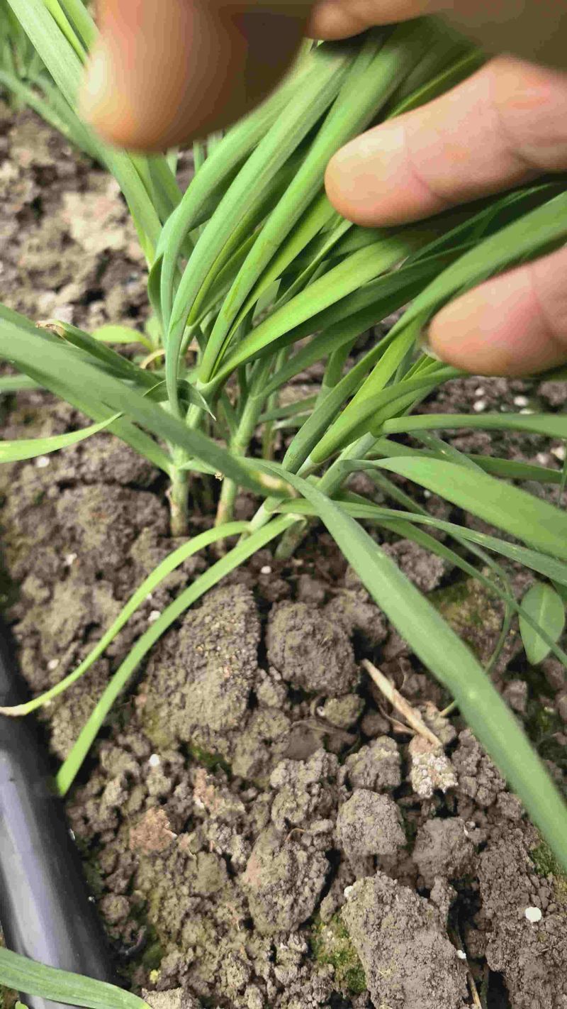 新鲜大叶韭菜江苏昆山基地直发当日采收品相优良