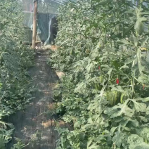 大量低价上市小糖丸脆皮无籽小西瓜小吊瓜，头茬鲜瓜产地批发