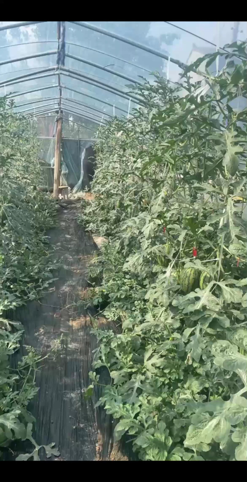大量低价上市小糖丸脆皮无籽小西瓜小吊瓜，头茬鲜瓜产地批发