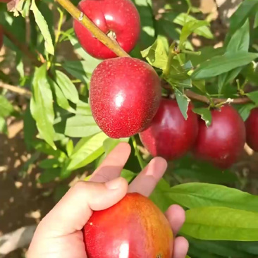 山东万亩油桃大量上市
