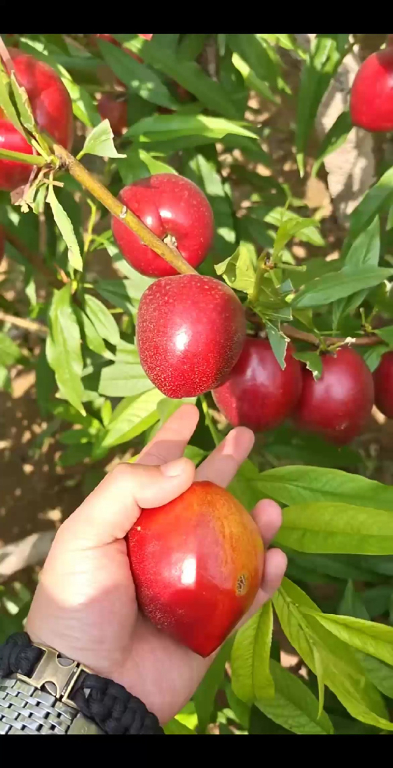 山东万亩油桃大量上市