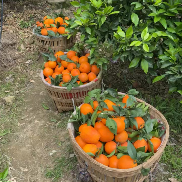 奉节脐橙圆红高次果批发中心