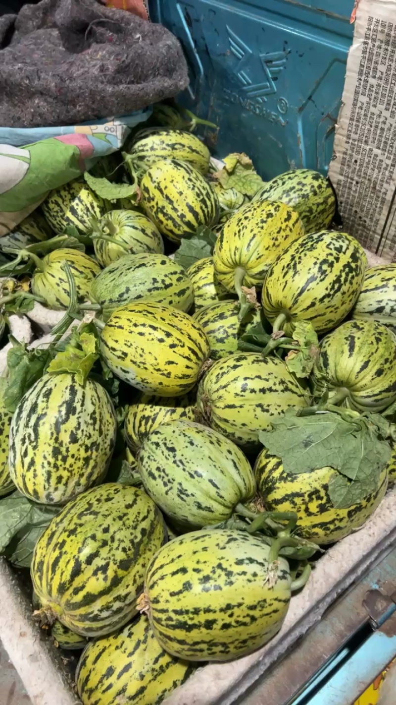 【精品】花蕾甜瓜甜度高实力供货万亩甜瓜产区欢迎采购