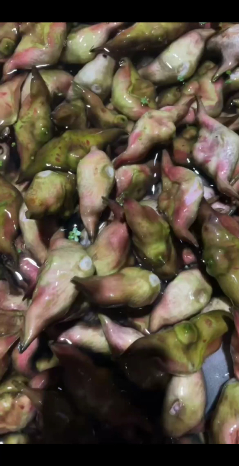新鲜菱角家菱大量上市