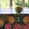 黄天佑的一亩田店铺