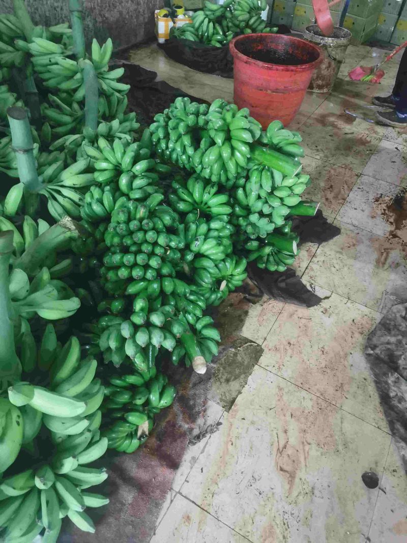 小米蕉