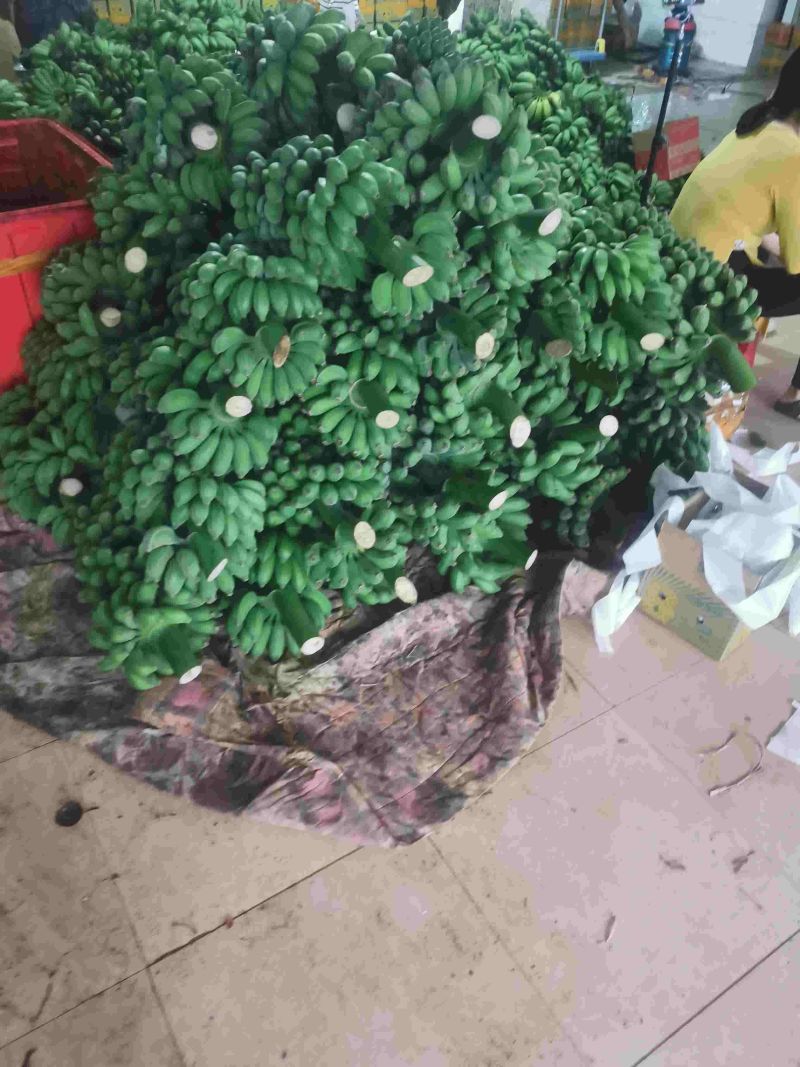 小米蕉