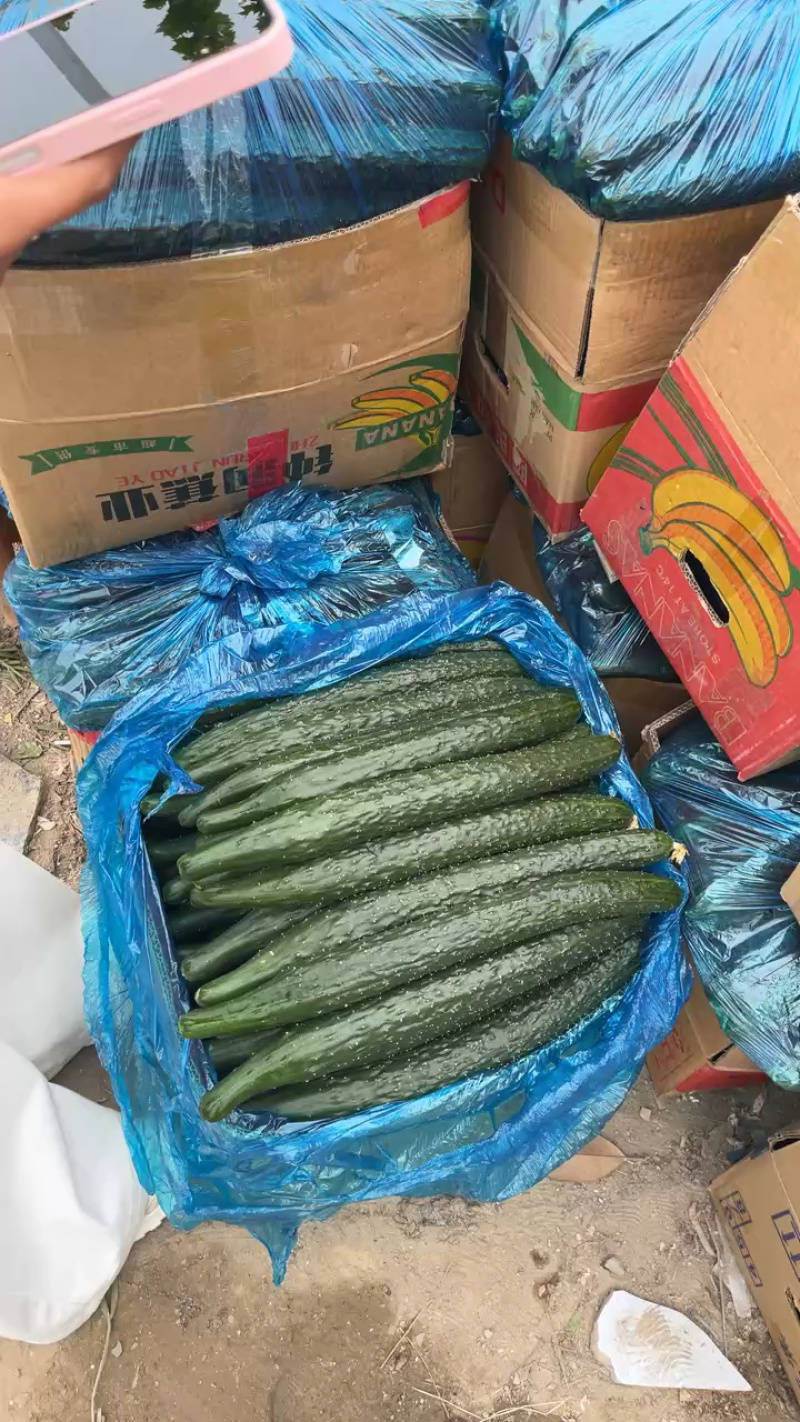 密刺黄瓜，品质保证，产地直发，价格优惠，可视频看货沟通