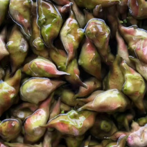 新鲜菱角家菱大量上市