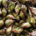 新鲜菱角家菱大量上市