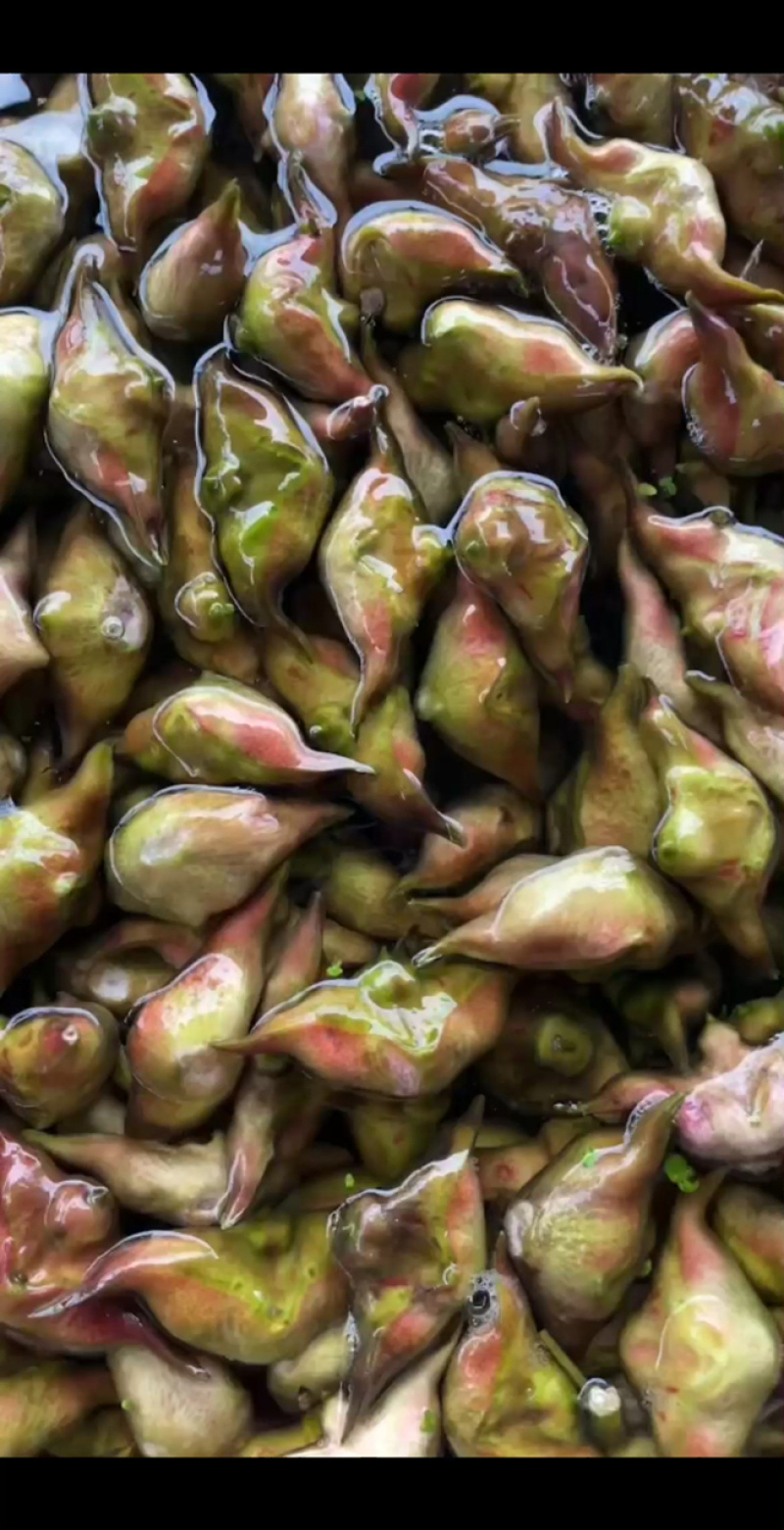新鲜菱角家菱大量上市
