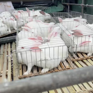 新西兰肉兔，体格大一窝能产15只，一年能产70只