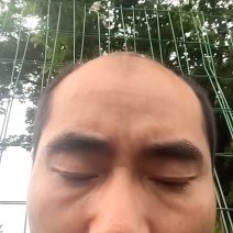 遂昌白茶毛锋茶