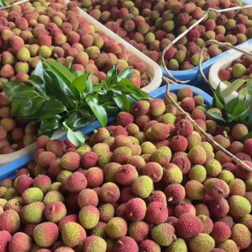广东妃子笑精品荔枝产地直发供货代收代发货全国发货