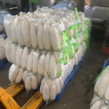 湖北沙洋县萝卜基地大量上市白萝卜，规格整齐划一匀称