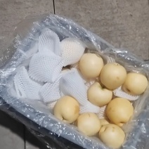 精品皇冠梨河北皇冠梨无中间商赚差价一手货源现货现发