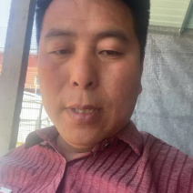 麒麟美都西瓜产地大量有货价格低，薄皮大红瓤货源充足，产地