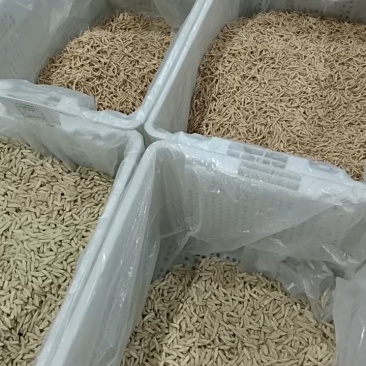 高丽参猫眼片，原产地发货，可大量供货，批发加零售