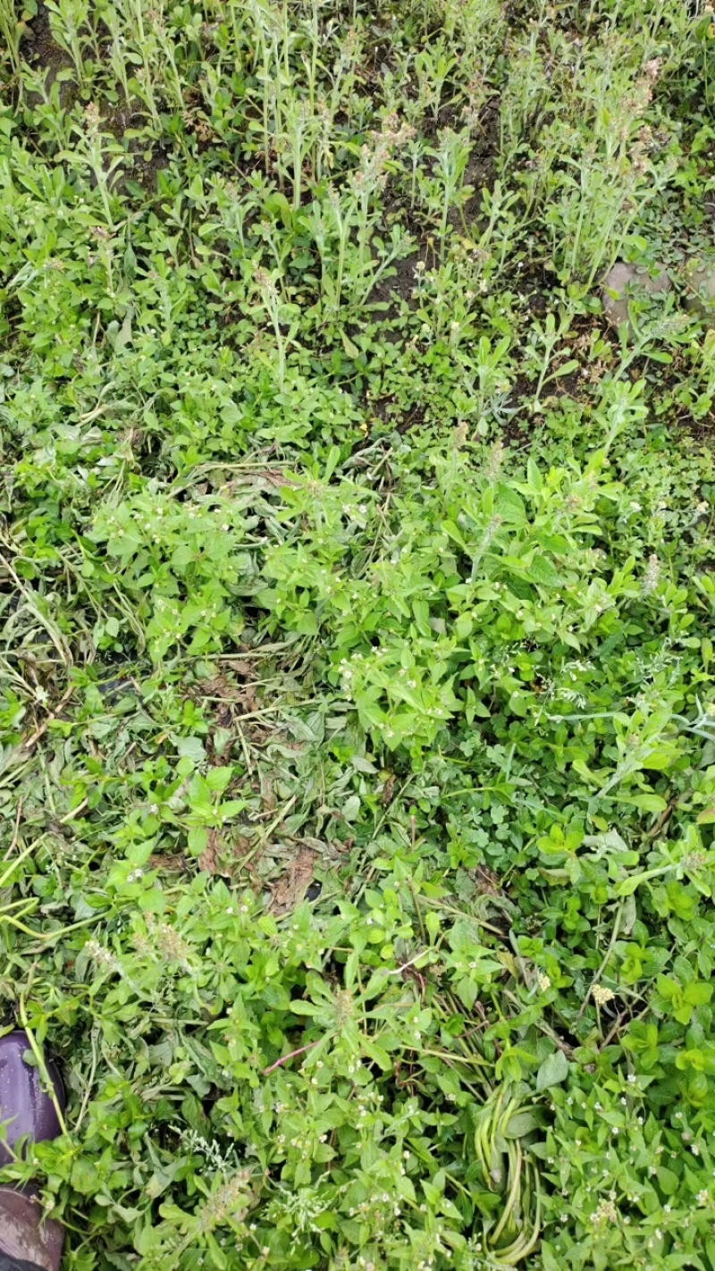 生态手工枸杞芽茶（炒青）