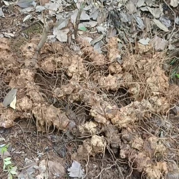 杭州富阳野生菝葜，