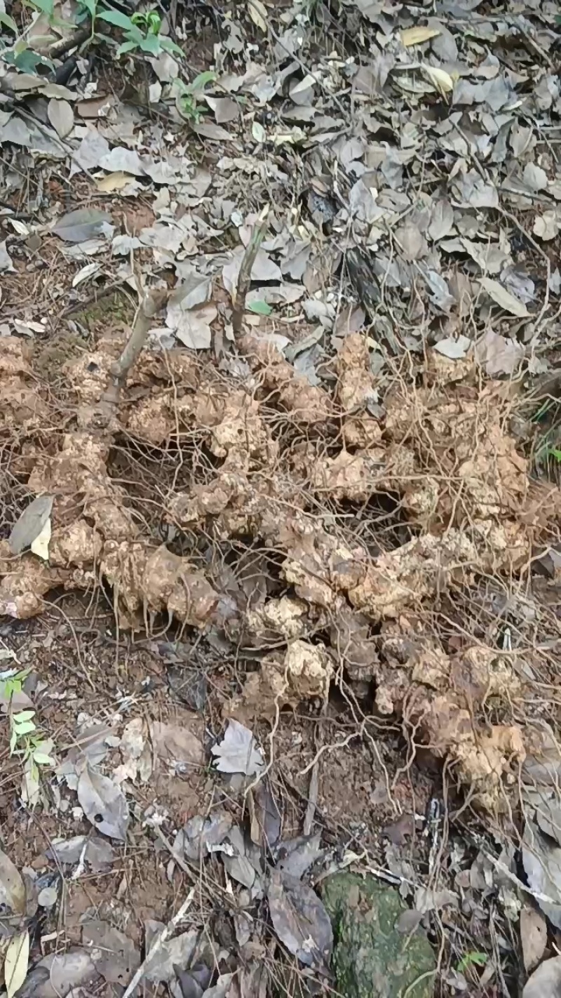 杭州富阳野生菝葜，