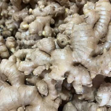 生姜可水洗，产地直发，品质好价格优欢迎各地老板咨询