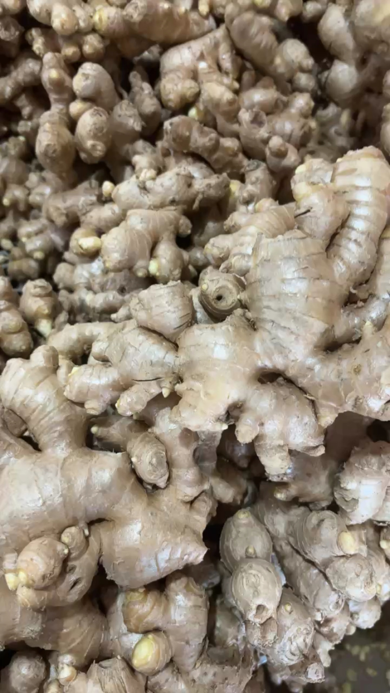 生姜可水洗，产地直发，品质好价格优欢迎各地老板咨询