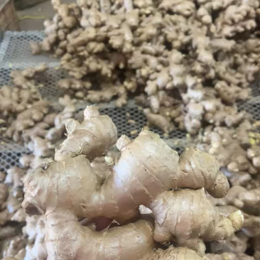 山东大黄姜水洗沙土全规格大量供应品质保证