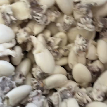 干冰墨鱼仔捞汁食材章鱼去内脏小乌贼墨鱼蛋船冻墨鱼仔