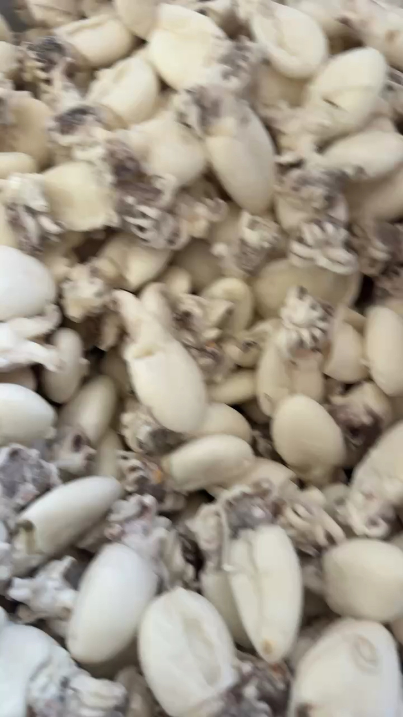 干冰墨鱼仔捞汁食材章鱼去内脏小乌贼墨鱼蛋船冻墨鱼仔