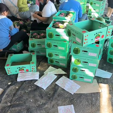 山东莘县的小糖丸，手撕西瓜大量上市，对接全国各大批发市场