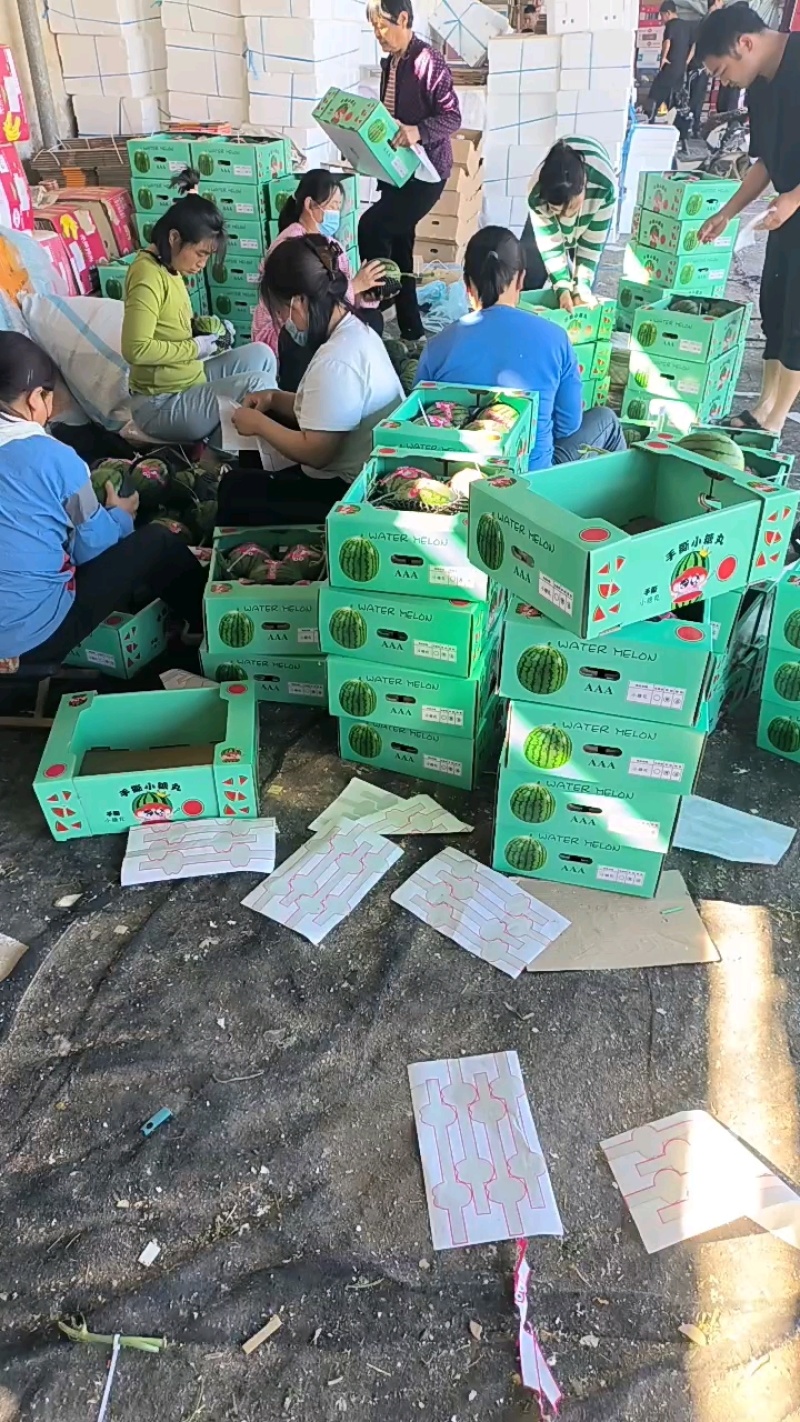 山东莘县的小糖丸，手撕西瓜大量上市，对接全国各大批发市场