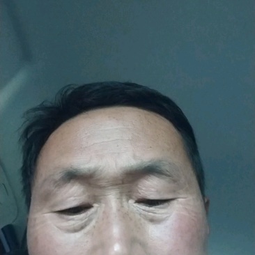 黄金六号大量现货，口感香甜，纹路好皮毛好