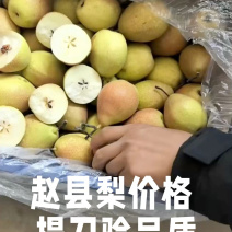 红香酥梨产区一手货源口感脆甜对接市场，批发电商社区团购