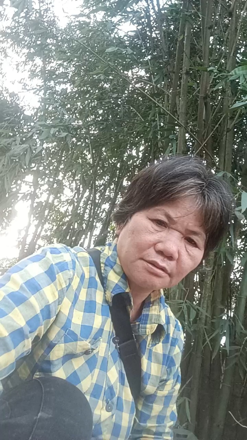 优质广西防城港市木薯苗，华南九号黄肉木薯生长旺盛，适合植