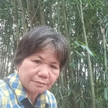 木薯种子【基地直发】价格合适，欢迎沟通交流，共同发展