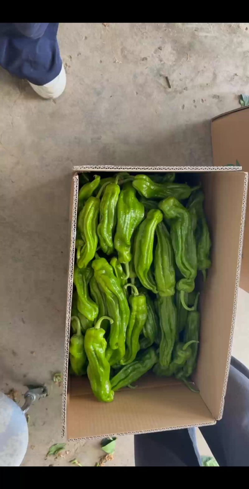 万亩辣椒大棚货质量保证价格优惠一手货源