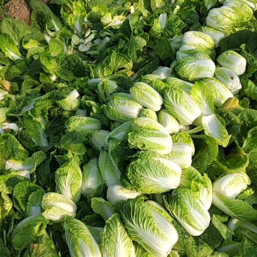 河北廊坊娃娃菜，原产地，物美价廉，品质高，欢迎，实地考察