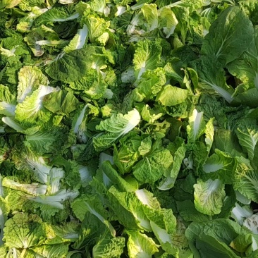 河北廊坊精品，罗马生菜，大量出货