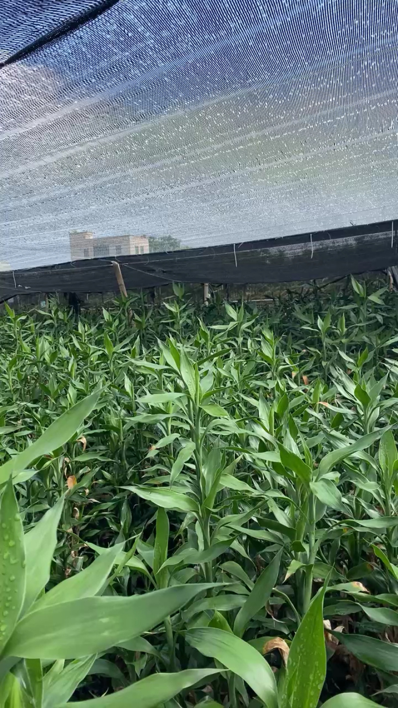 湛江麻章富贵竹，多规格可选，联系发货！