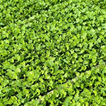 云南小香芹穴盘苗芹菜苗一穴多颗无病虫害欢迎各大老板采购
