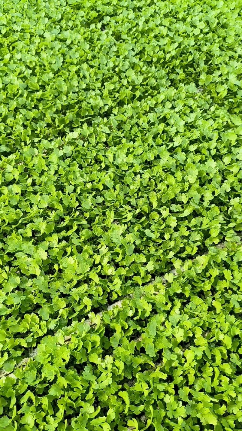 云南小香芹穴盘苗芹菜苗一穴多颗无病虫害欢迎各大老板采购