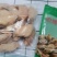 俄罗斯鸡中翅，独立包装A级，准现货，一公斤袋装